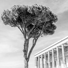 Roman trees